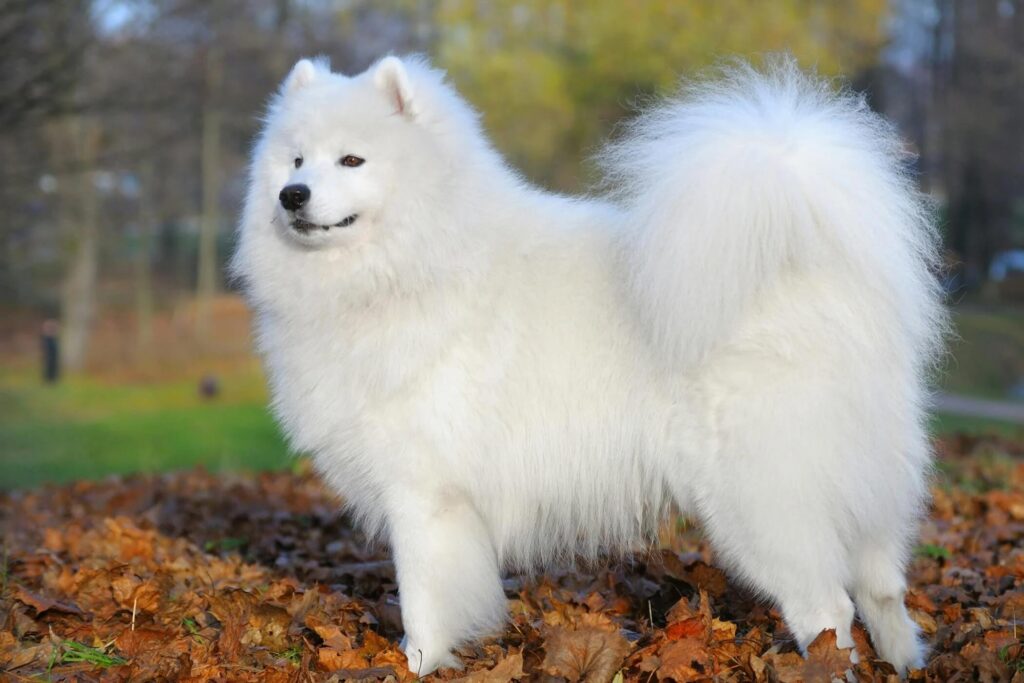 chó Samoyed có bộ lông trắng muốt như tuyết