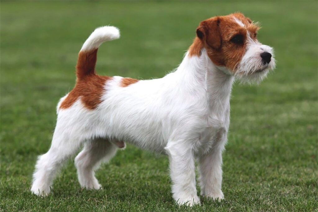 cho-suc-Jack-Russell-Terrier