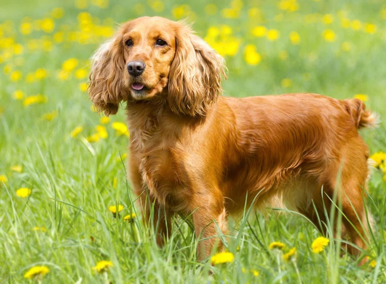 Cocker Spaniel có bộ lông dài gợn sóng tuyệt đẹp