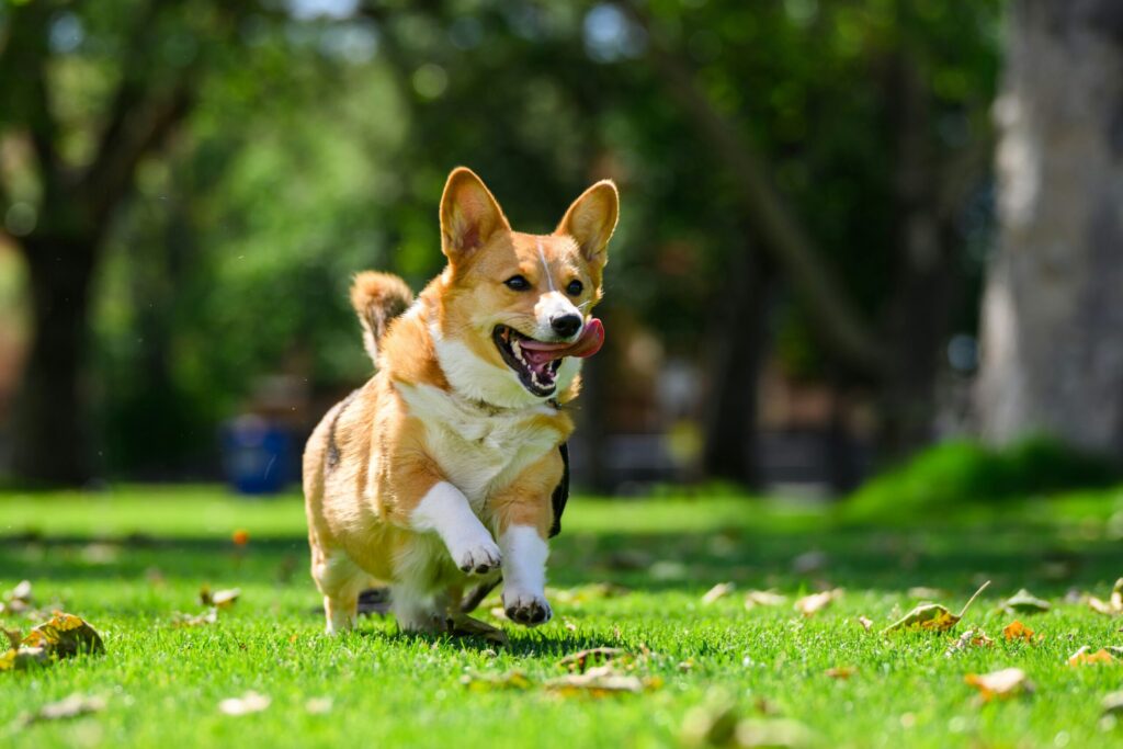 corgi giống chó nhỏ cho căn hộ