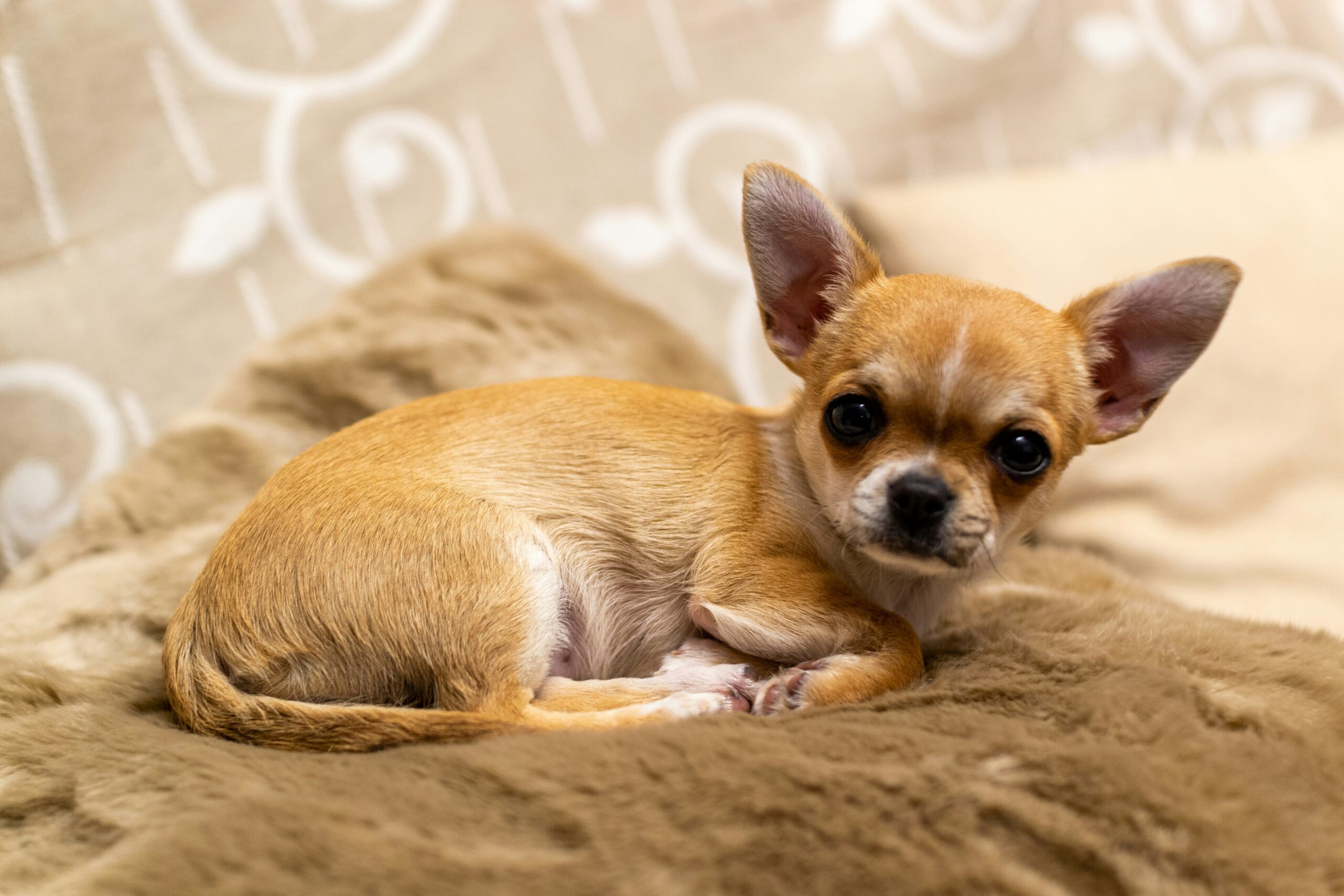 giong-cho-chihuahua