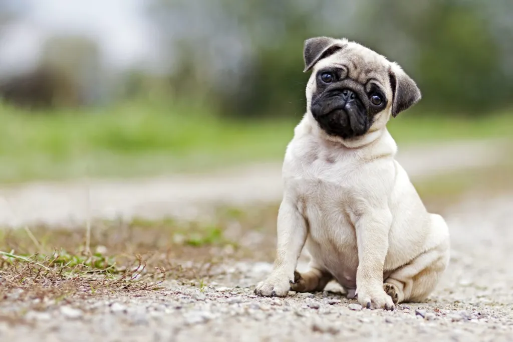 pug mặt xệ là giống chó nhỏ được nuôi phổ biến ở Việt Nam