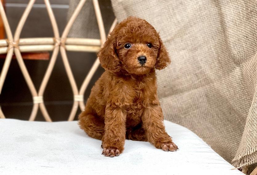 tong-quan-ve-giong-cho-poodle-toy
