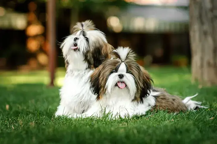 có thể cho Shih Tzu cắt kiểu “puppy trim” để dễ chăm sóc 