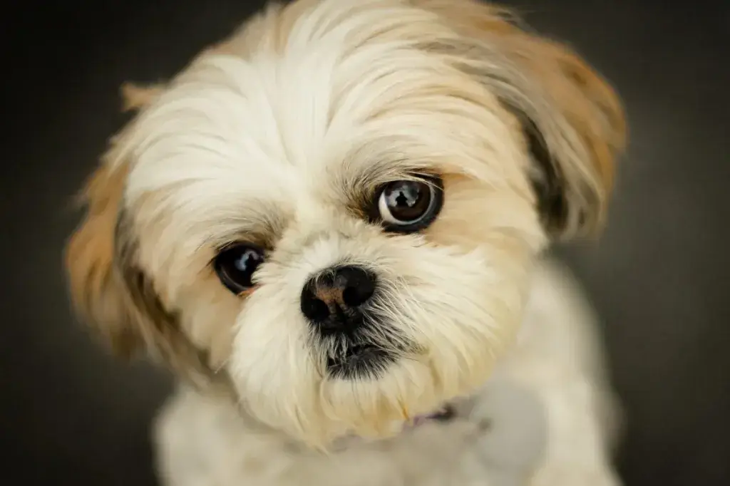Shih Tzu là giống chó hiền lành, tình cảm và rất quấn chủ