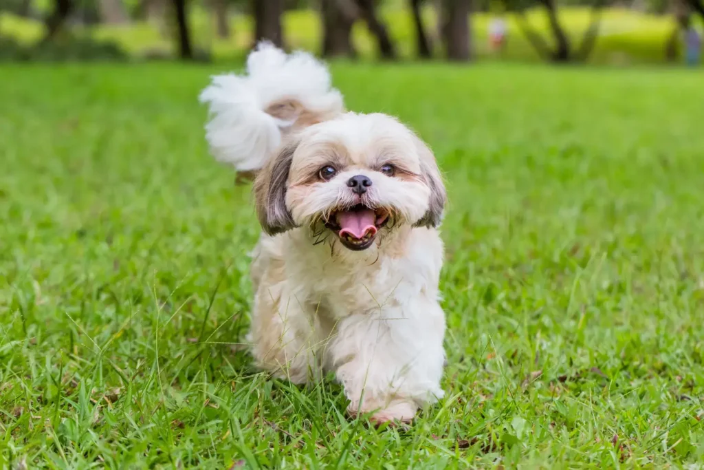 Shih Tzu là giống chó nhỏ, vì vậy bạn nên chọn thức ăn dành riêng cho chó nhỏ.