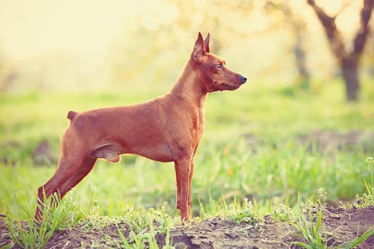 Chó phốc hươu đứng cảnh giác ngoài trời trong tư thế tự nhiên