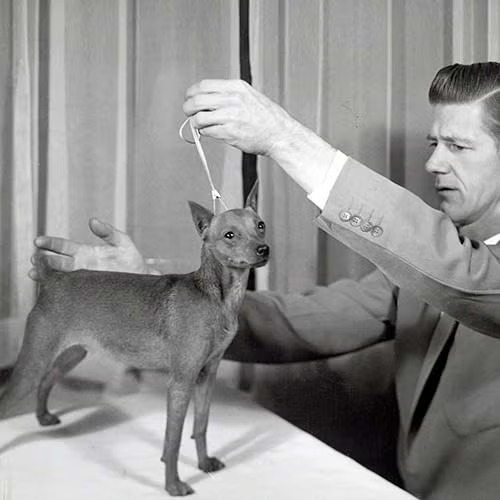 Hình ảnh lịch sử huấn luyện chó phốc hươu thời kỳ đầu